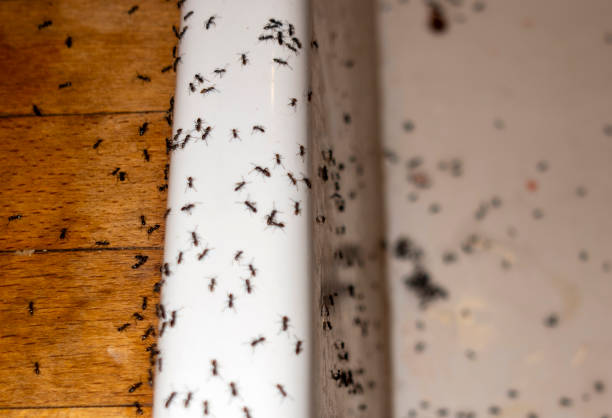 Best Wasp Removal Services  in Grand Rapids, MI